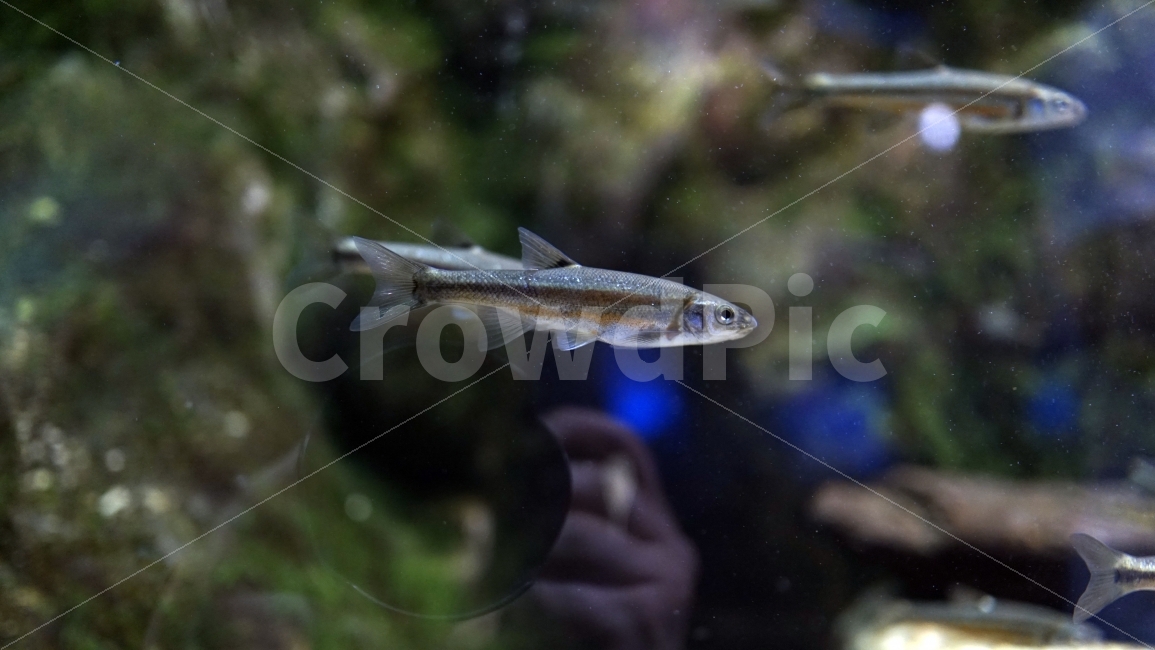 물고기,잉어,열대어,붕어,생선,어류,수족관,낙시,fish,어항,금붕어,수산,해양,바다,생물,동물,물속,바다속,바닷속,animal,수중,생명,자연,nature,물결,동물,animal,어류,물고기,fish