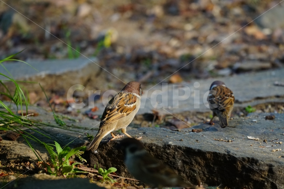참새,조류,동물,공원,식물,나무,잎사귀,자연,bird,animal,nature,귀여운,귀엽다,lovely,cute,큐티,pretty,감성,감성사진,힐링,힐링사진,동물,animal,조류,새,birds