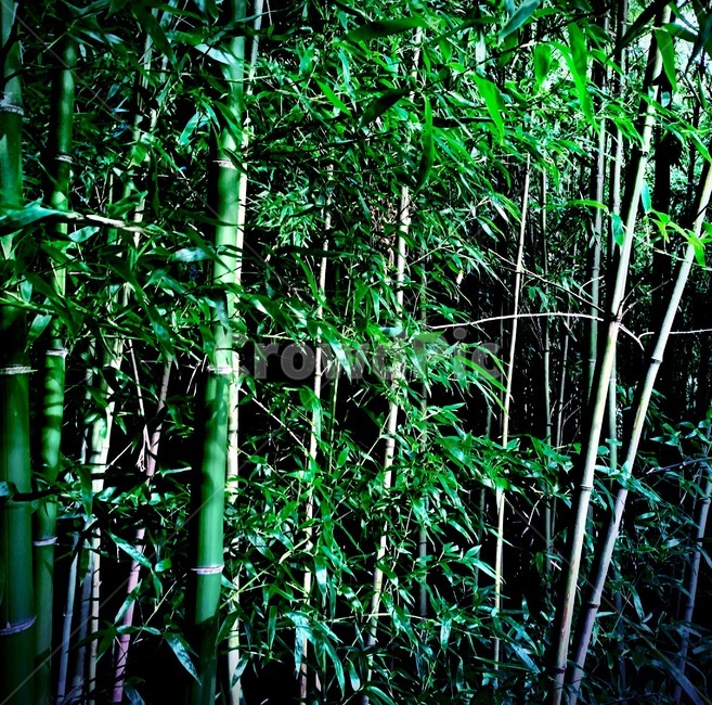 대나무,bamboo,식물,plant,green,식물,자연,plants,nature,나무,trees,wood