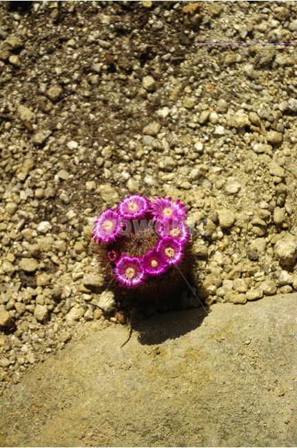 꽃,식물,flower,color,흙,선인장,자연,사막,식물,자연,plants,nature,꽃,flower