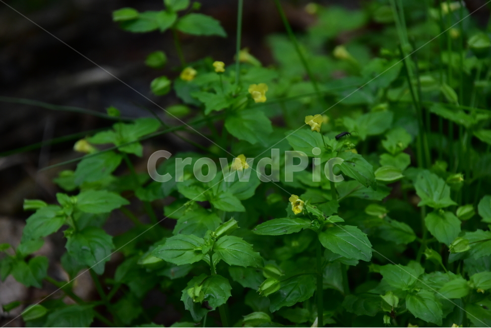 꽈리아재비,야생화,생태,식물,자연,꽃,힐링,플라워,wildflower,flower,plants,nature,season,감성,느낌,emotion,feeling,초본,식물,자연,plants,nature,꽃,flower