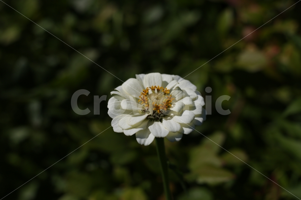 	꽃,자연,햇빛,5dmark3,흰꽃,녹색,식물,자연,plants,nature,꽃,flower