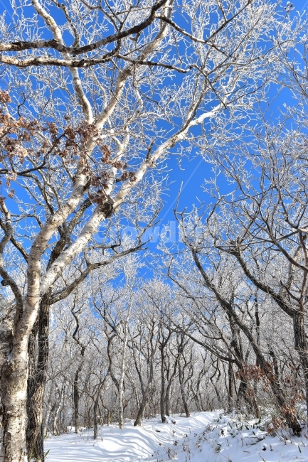 태백산,설경,상고대,눈꽃,풍경,겨울,겨울왕국,서리꽃,눈,천제단,자연,스포츠,등산,산행,nature,snow,설국,겨울풍경,느낌,아름다운,신비로운,경이로운,다큐,필,디자인,힐링,명산,국립공원,순백,landscape,winter,season,영산,사스래나무,겨울,계절,winter,season,자연,풍경,nature,landscape,한국자연풍경,한국자연경관,korea nature landscape,식물,plants,나무,trees,wood,plant,tree,tree trunk,나무 줄기