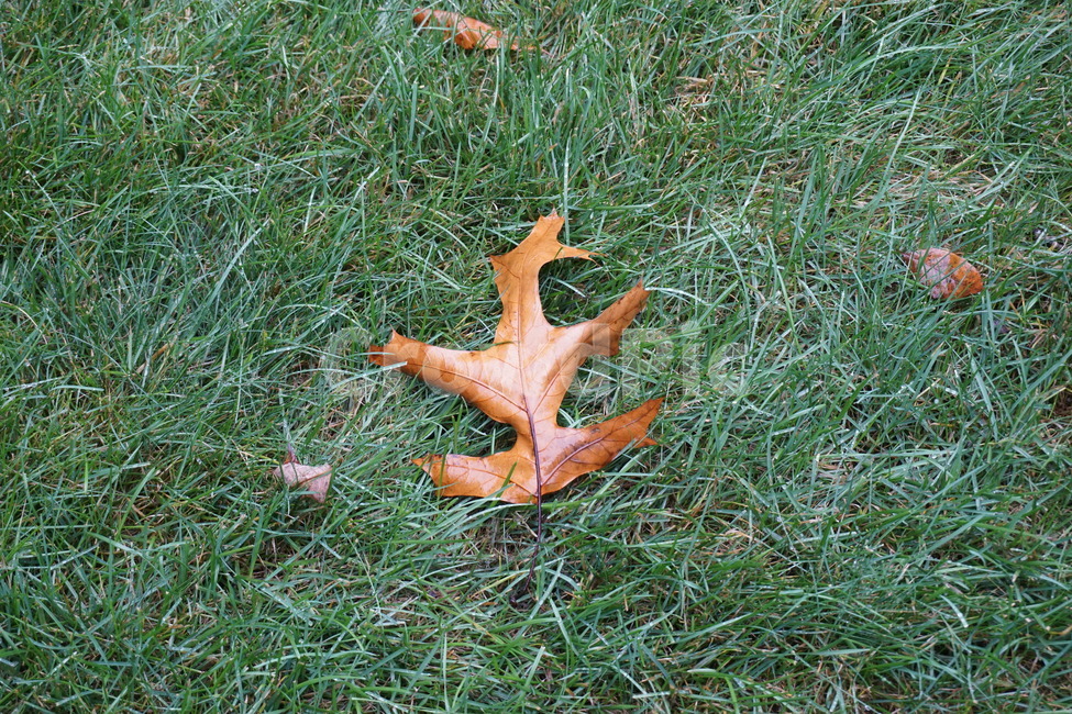 식물,leaf,잎,잔디,grass,가을,계절,fall,autumn,season,plant,tree,나무,ground,바닥