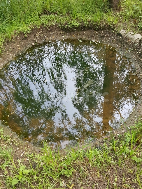 우물,반영,버드나무,나무,웅덩이,자연,풍경,nature,landscape,puddle,흐리게 하다