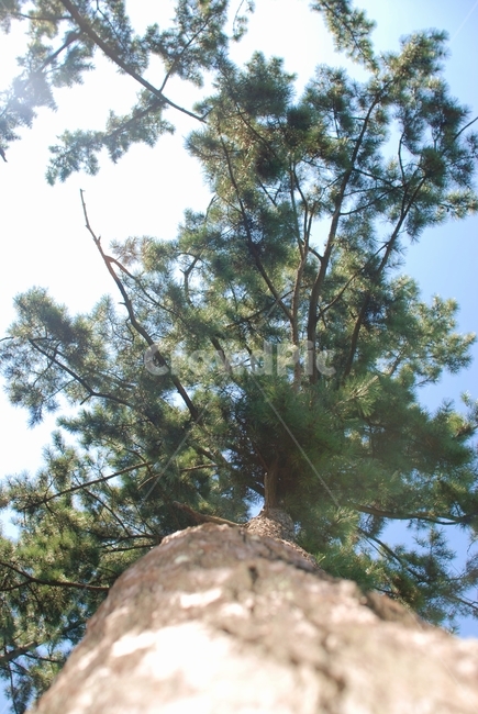 자연,식물,나무,소나무,하늘,식물,자연,plants,nature,나무,trees,wood