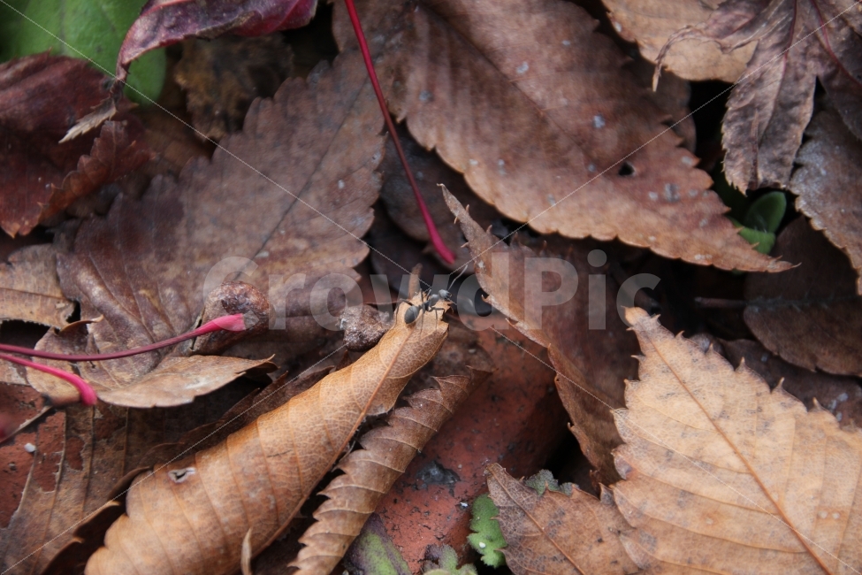 개미,모델,낙엽,나무,가을,식물,자연,plants,nature,동물,animal,가을,계절,fall,autumn,season,곤충,벌레,insect,bug,plant,leaf,잎