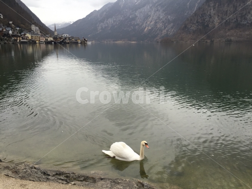 유럽,여행,호수,백조,풍경,자연,풍경,nature,landscape,해외,외국,세계,foreign,oversea,world,세계자연풍경,해외자연풍경,외국자연풍경,world nature landscape,동물,animal,조류,새,birds,bird