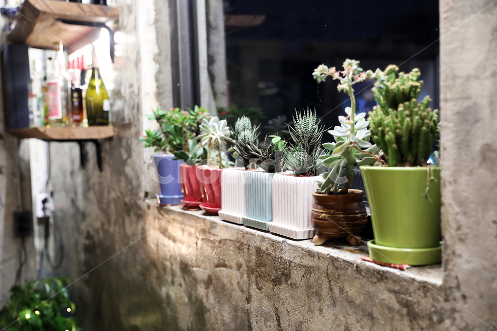 레스토랑,와인,분위기,데코레이션,병,맥주,실내용화초,화분,화초,house plant