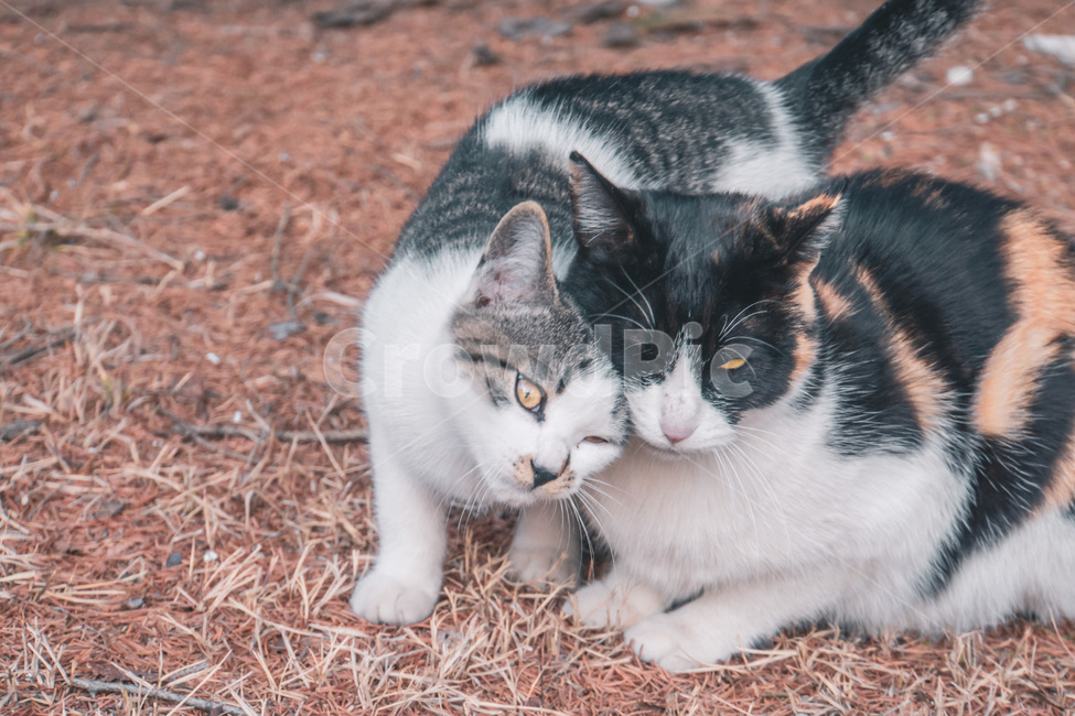 pet,애완동물,cat,고양이,동물,길냥이,동물,animal,포유류,mammal,고양이,cat,kitten,kitty