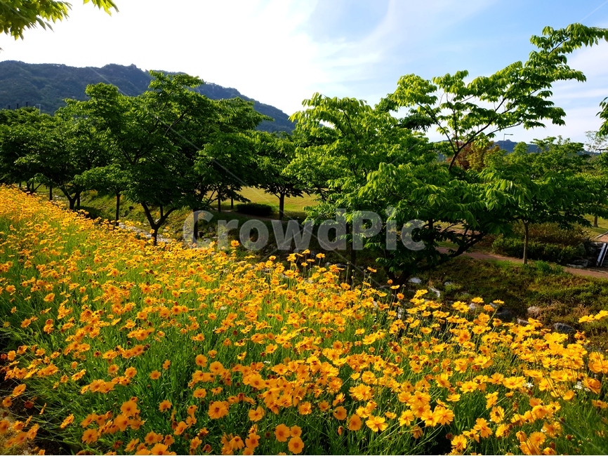 금계국,봄,풍경,노랑,파랑하늘,햇빛,봄,계절,spring,season,식물,자연,plants,nature,꽃,flower,나무,trees,wood,grassland,목초지,outdoors,옥외,field,들