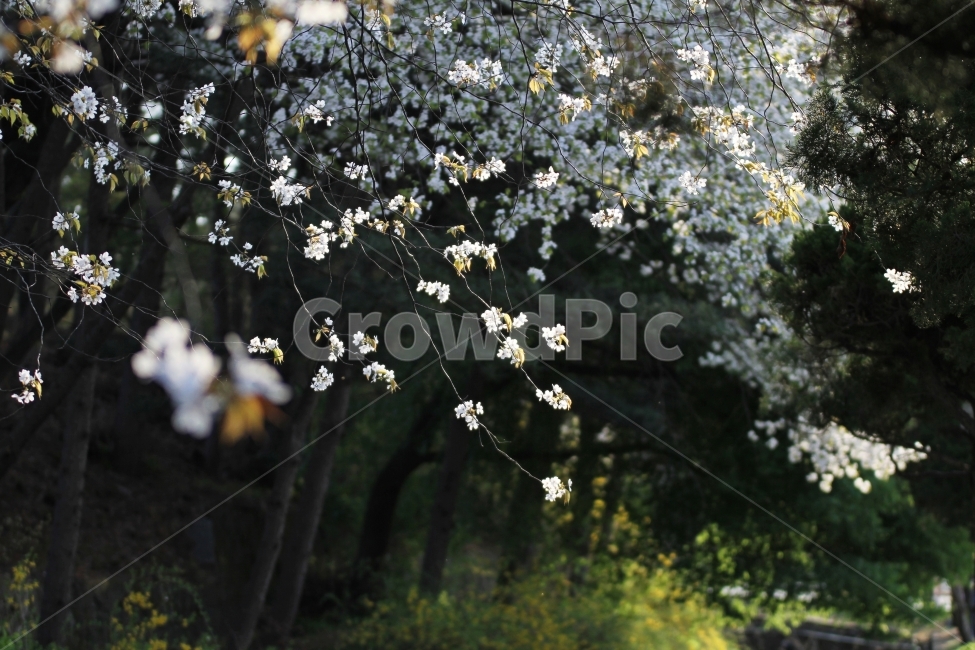 벚꽃,능수벚꽃,봄꽃,식물,자연,감성사진,봄,계절,spring,season,식물,자연,plants,nature,꽃,flower,plant