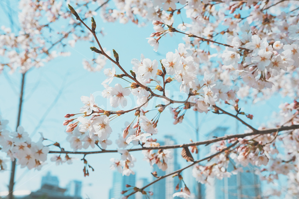 벚꽃,cherryblossoms,color,colorful,봄,계절,한국,꽃,blossoms,flower,봄,계절,spring,season,식물,자연,plants,nature,꽃,flower,감성,sensible,feeling,plant,blossom