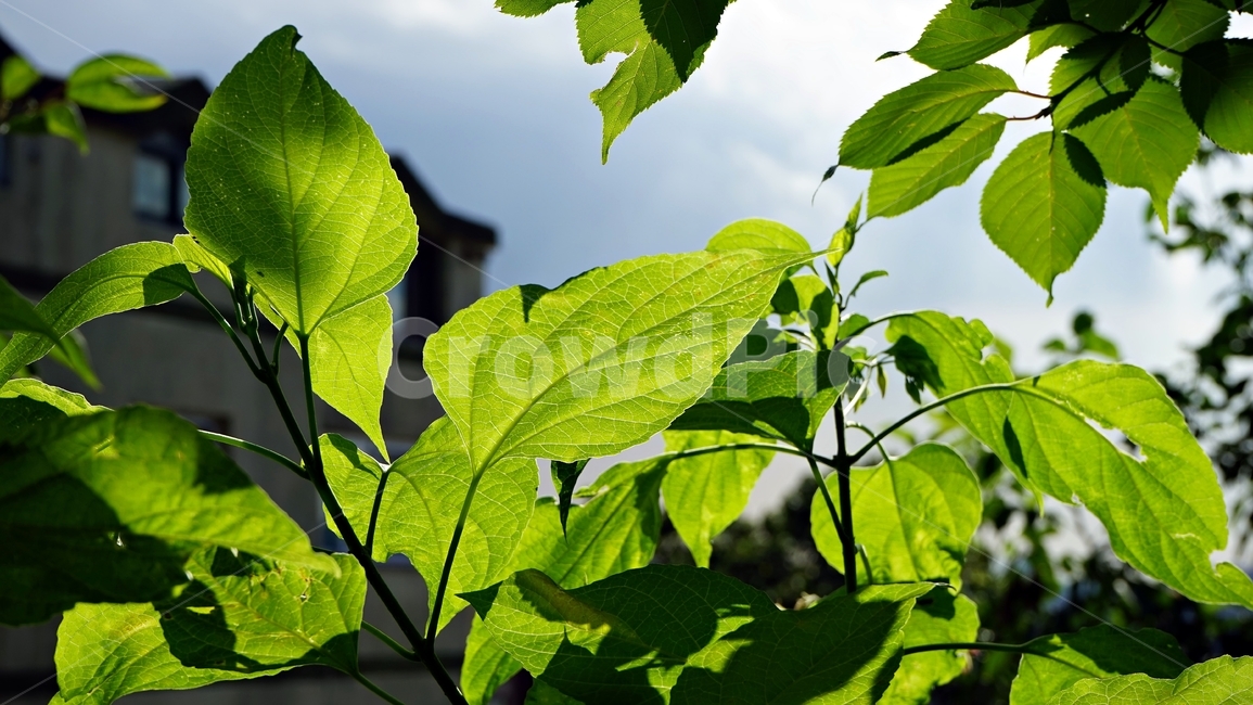 잎,식물,자연,역광,햇빛,녹색,연두색,식물,자연,plants,nature
