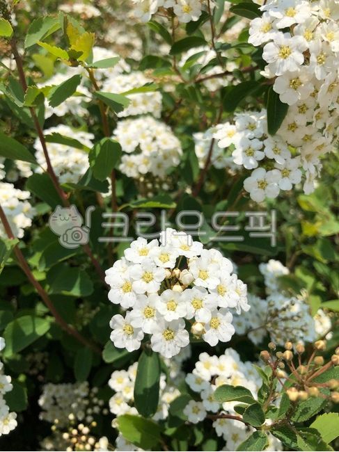 white flower,white flower background,nature,Spring background,small flower,flower,spring flowers,spirea tree,pretty flower,spirea flower,flower background