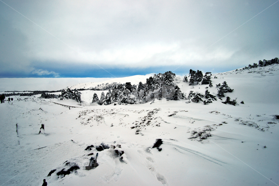 한라산,제주도,영실코스,설경,설화,겨울,겨울,계절,winter,season
