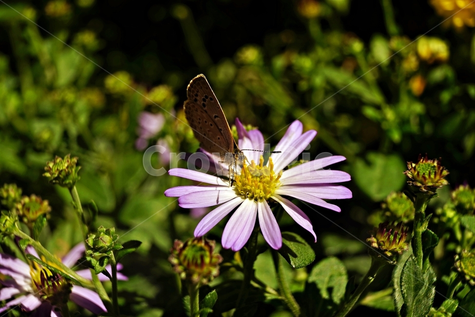 꽃,아름다움,정원,식물,자연,flower,bloom,beauty,plant,nature,식물,자연,plants,nature,꽃,flower,동물,animal,곤충,벌레,insect,bug