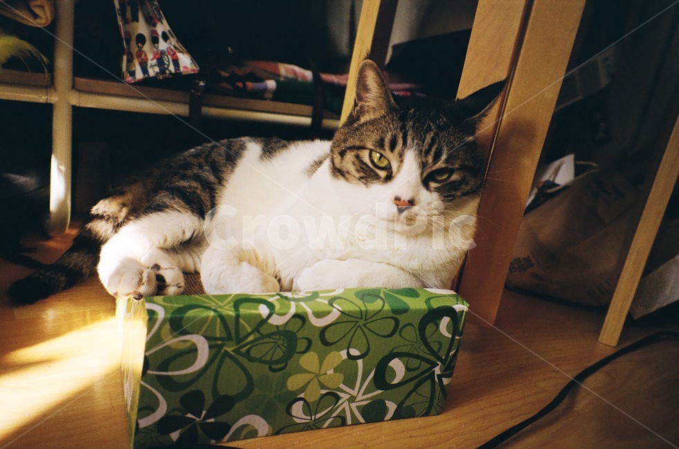 애완동물,pet,animal,동물,cat,고양이,필름카메라,필름사진,필름느낌,필름,동물,animal,포유류,mammal,고양이,cat,kitten,kitty