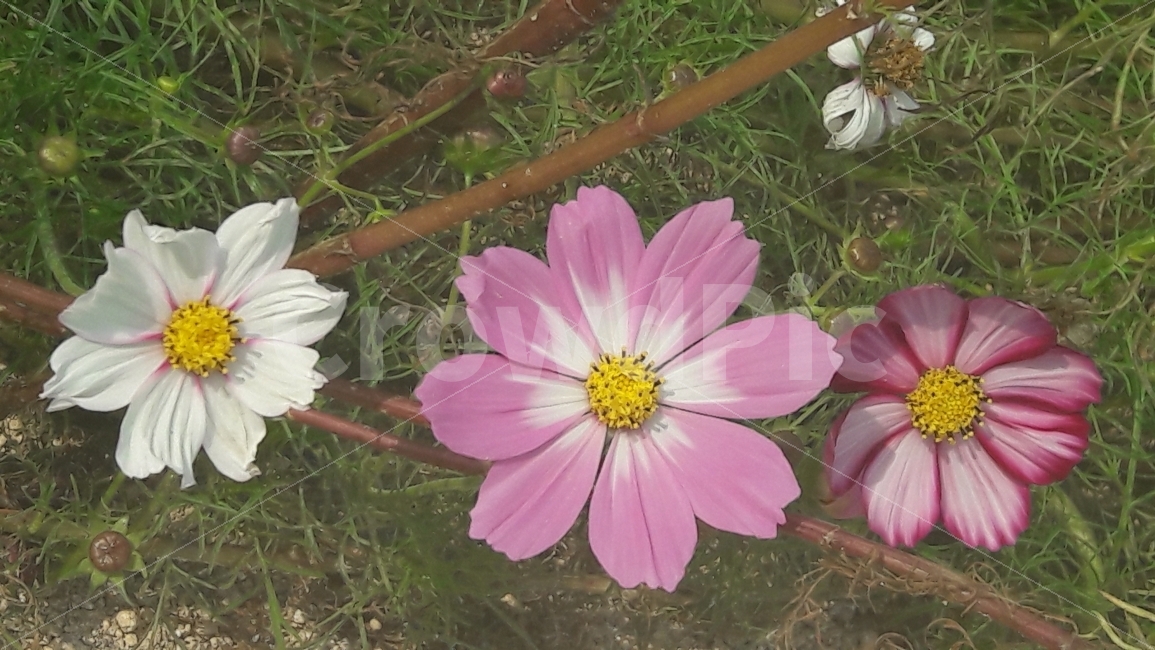 꽃,코스모스,나란히,초록,어울림,가을,계절,fall,autumn,season,식물,자연,plants,nature,꽃,flower,plant,blossom