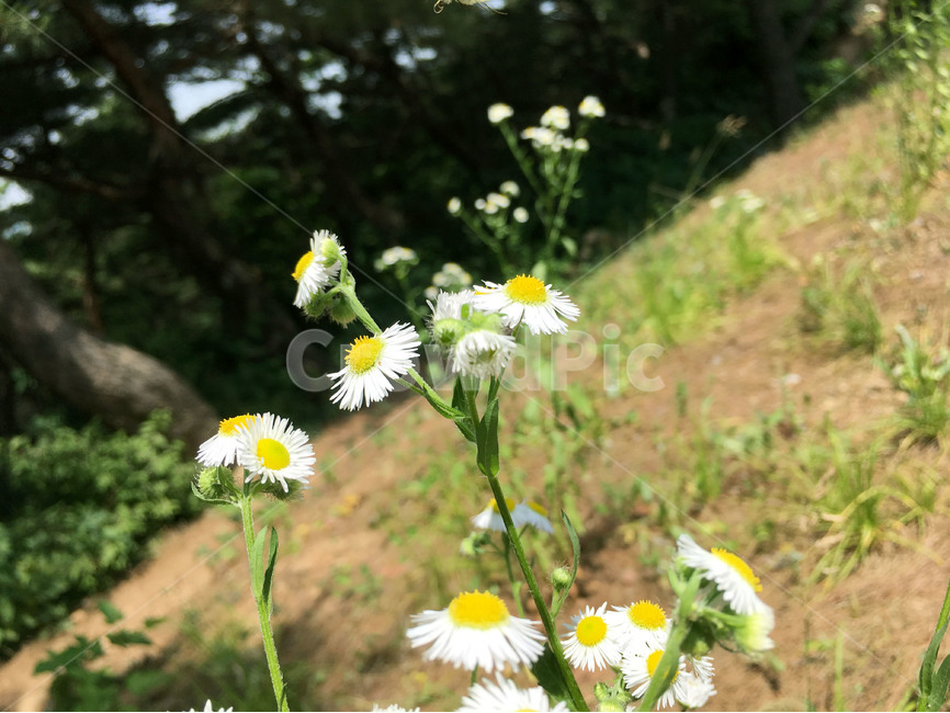 꽃,자연,식물,산,야생화,여름,flower,nature,plant,mountain,wildflower,summer,식물,자연,plants,nature,꽃,flower