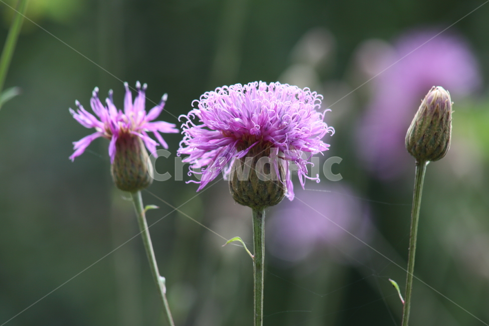 산비장이,큰산나물,꽃,여름,mountaincoronatesawwort