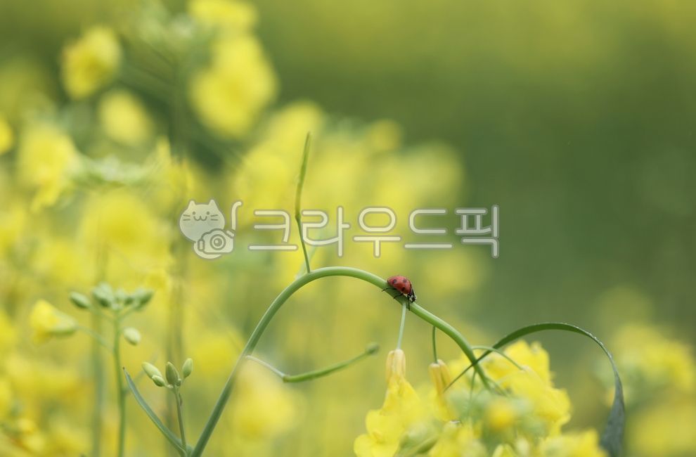 red,color,ladybird,seven star ladybug,yellow,rape flower,ladybug,rapeblossom,flower