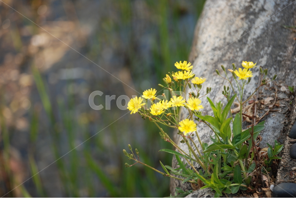 꽃,작은꽃,물가,공원,호수,홀로,노랑,flower,lake,park,alone,yellow,식물,자연,plants,nature,꽃,flower