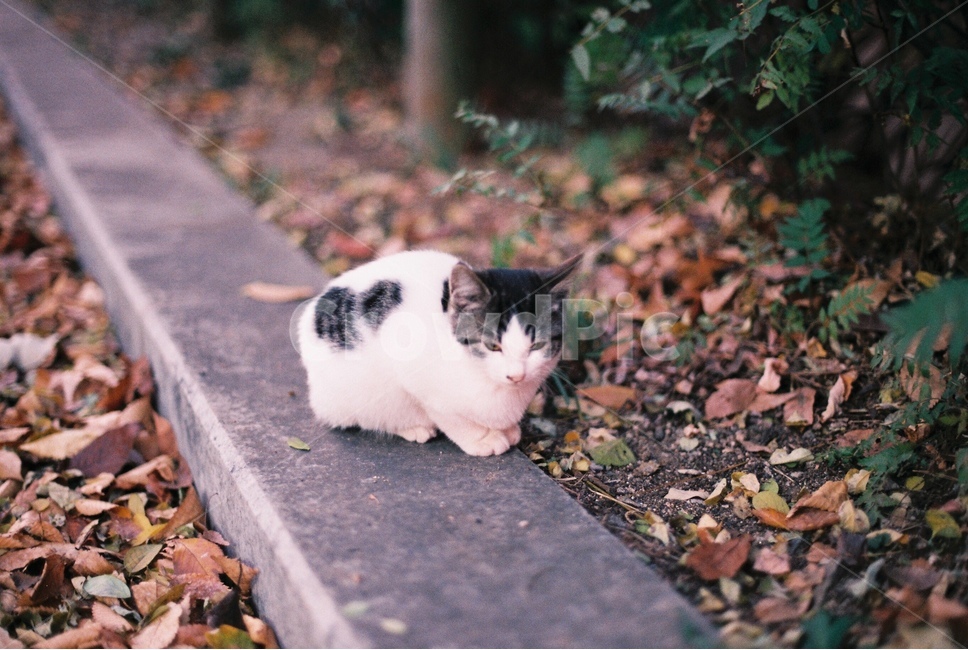 Outfocusing,kitten,stray cat,cat,cuteness,animal,Kitty,Psyraegi,Emotion