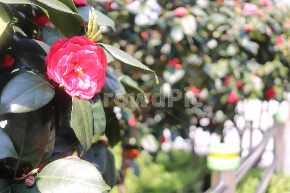 plant,식물,동백꽃,꽃,flower