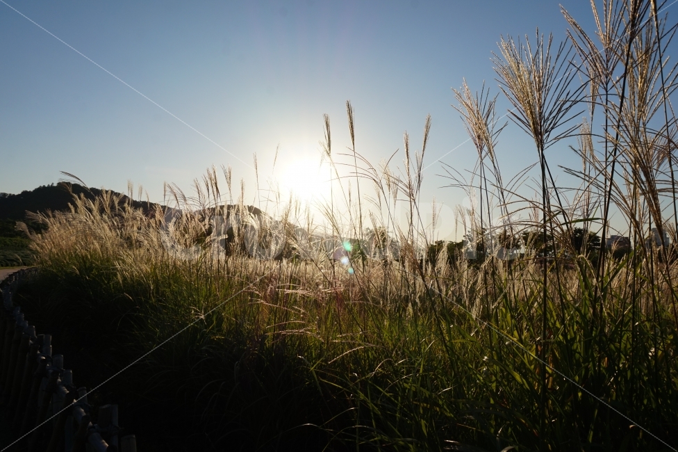 가을,자연,갈대,햇살,풍경,계절,힐링,휴식,산책,일상,스냅,fall,autumn,nature,reed,sunshine,landscape,season,rest,daily,snap,자연,풍경,nature,landscape,가을,계절,fall,autumn,season,grass,잔디,plant,식물,lawn