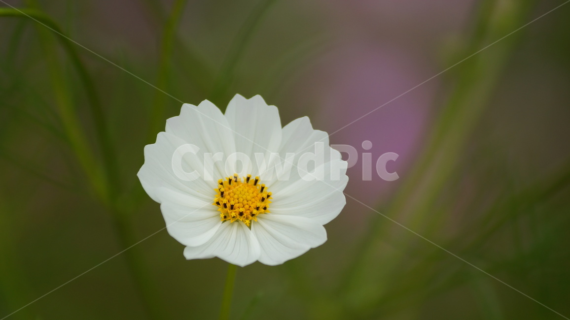 꽃,코스모스,식물,코스모스축제,꽃길,가을,계절,fall,autumn,season,식물,자연,plants,nature,꽃,flower,plant