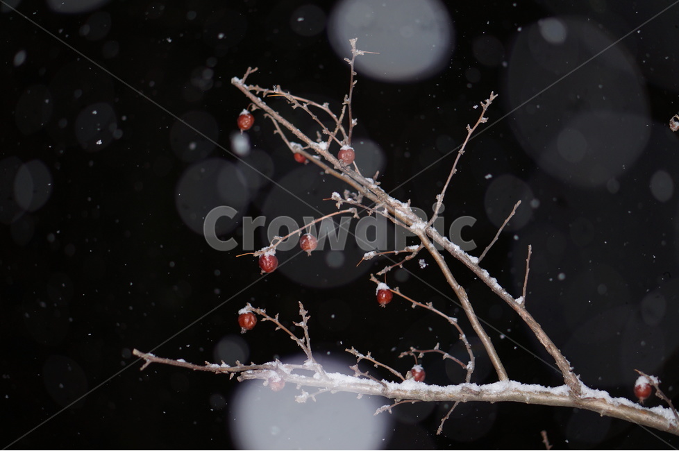 눈,야경,보케,밤,겨울,풍경,겨울,계절,winter,season,야경,밤,풍경,nightscape,night,landscape,식물,자연,plants,nature,나무,trees,wood,과일,열매,fruit,outdoors,옥외