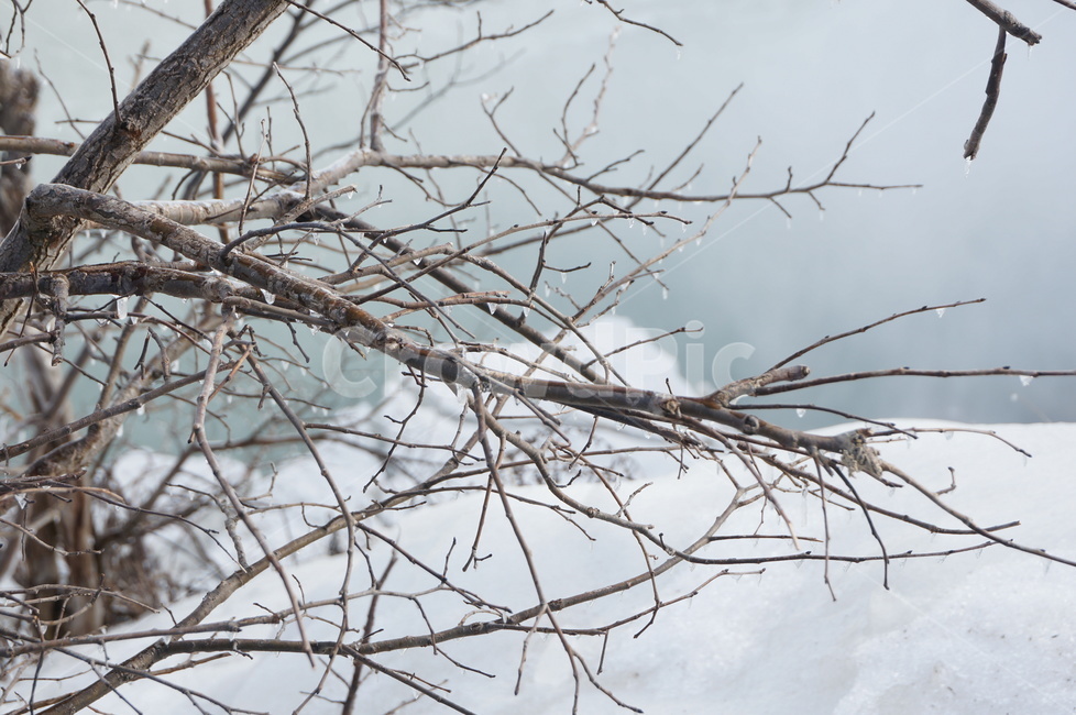 캐나다,얼음,나무줄기,나무,겨울,canada,ice,trunk,tree,winter,눈,snow