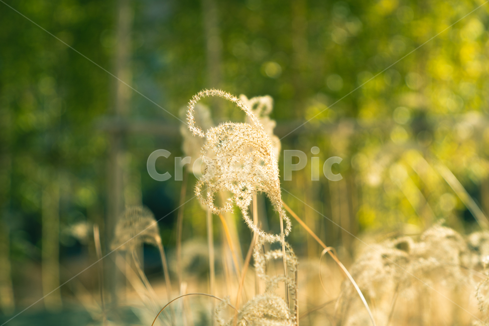 갈대,햇살,여유,초록,노랑,햇빛,식물,자연,plants,nature,휴식,힐링,rest,relaxation,healing