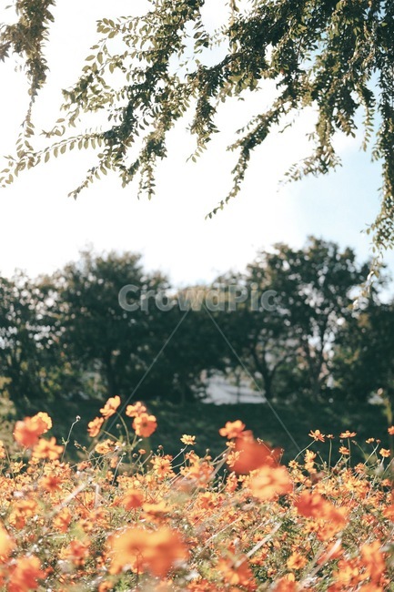 가을,코스모스,황화코스모스,꽃밭,숲속,가을,계절,fall,autumn,season,자연,풍경,nature,landscape,식물,plants,꽃,flower,감성,sensible,feeling