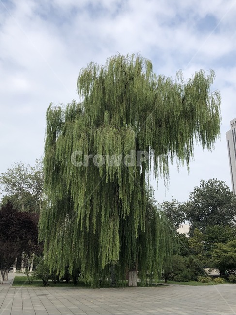 tree,나무,plant,식물,자연,식물,자연,plants,nature,나무,trees,wood