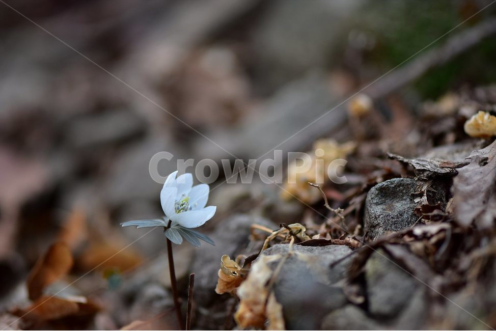변산바람꽃,2018년,2월,야생화,꽃,생태,식물,자연,들꽃,산꽃,봄,감성,힐링,플라워,계절,시즌,wild,Flower,plants,nature,spring,season,배경,나무,목본,풀,초본,미나리아재비과,너도바람꽃속,flower,생태사진,봄꽃,거제도,봄,계절,spring,season,식물,자연,plants,nature,꽃,flower,plant,anemone,아네모네,blossom