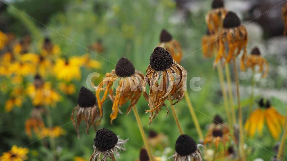 야생화,꽃,그린,wildflower,flower