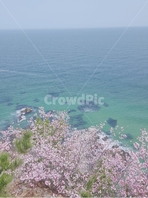 자연,바다,벛꽃,물속,배경,see,cherryblossom,nature,푸른바다,꽃,인물없음,고요한,감성,평화
