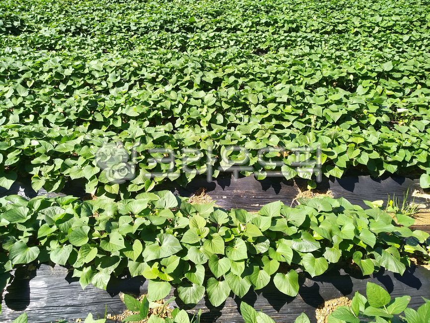 고구마,고구마밭,고구마재배,농작물,고구마잎,고구마수확