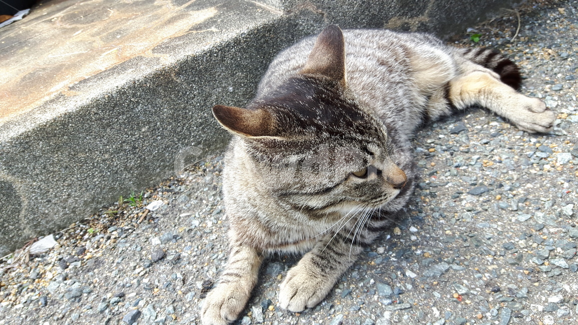 고양이,고양이섬,일본고양이섬,아이노시마,후쿠오카