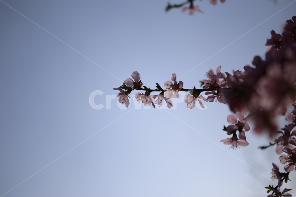 꽃,분홍꽃,봄,spring,앵두꽃,하늘,푸른하늘,식물,blossom,flower,봄,계절,spring,season