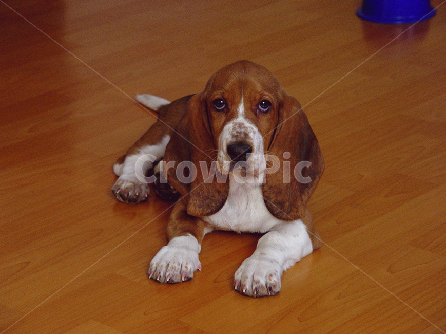 petdogmodel,puppy,dog,prettypuppy,애완견모델,강아지,개,예쁜강아지
