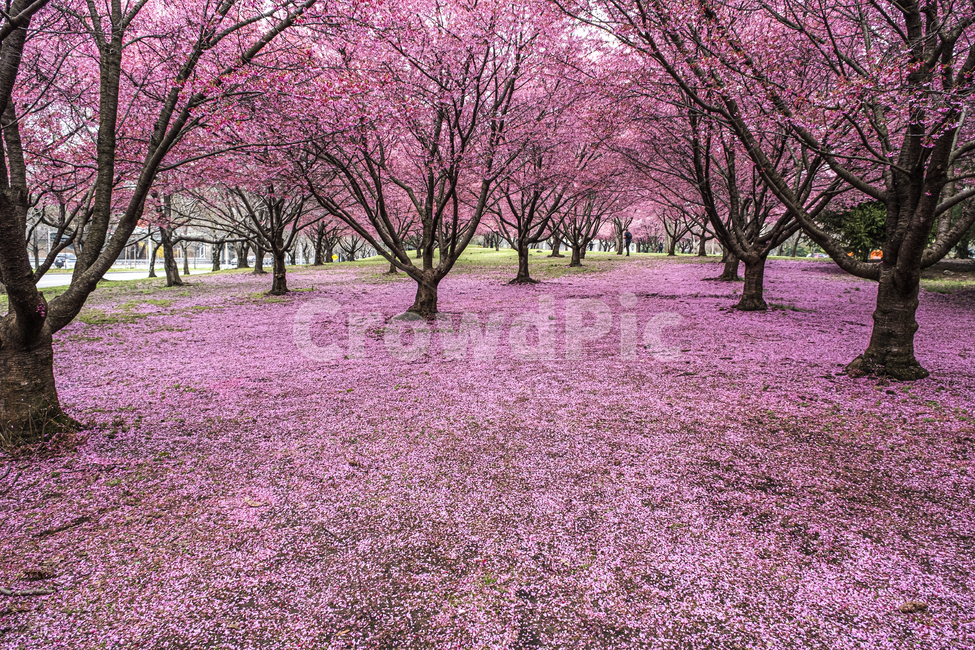plant,식물,flower,꽃,벚꽃,cherryblossom,핑크,봄,분홍,화사한,pink,cherry,blossom,bloom,spring,봄,계절,spring,season,식물,자연,plants,nature,꽃,flower