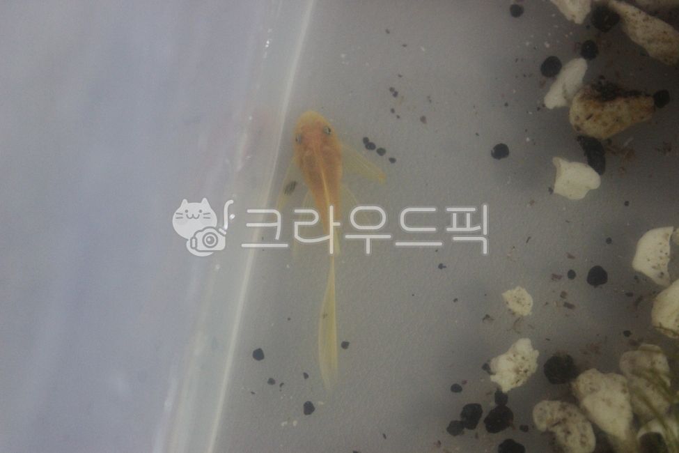 안시,수족관,안시롱핀,안시숏핀,구피,구피유어,수초,물생활,열대어,물고기,안시숏핀유어,안시롱핀유어