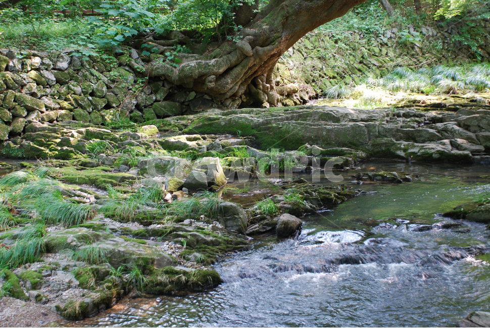 도솔천,도솔계곡,선운산,선운사계곡,선운사,자연,풍경,nature,landscape,water,물,outdoors,옥외,plant,식물,creek,작은 만,stream,흐름