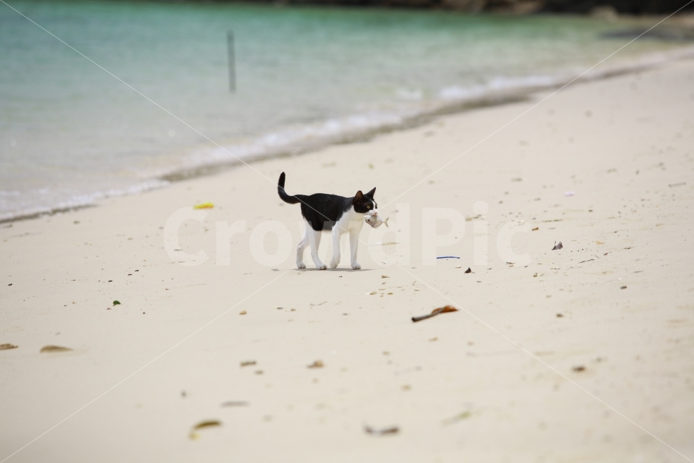 고양이,바다,해변,물고기,사냥,해변,바다,beach,sea,동물,animal,포유류,mammal,고양이,cat,kitten,kitty