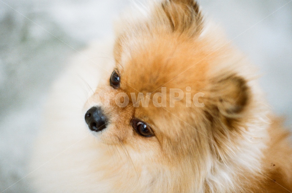 포메라니안,강아지,반려견,필름사진,감성사진,동물,가족,친구,귀여운,사랑스러운,pomeranian,dog,love,family,동물,animal,포유류,mammal,개,강아지,dog,doggy,감성,sensible,feeling