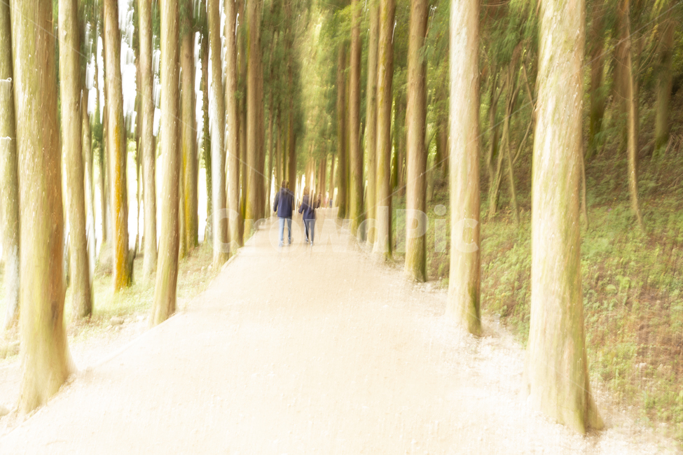 길,나무,메타세콰이아길,메타세콰이아,흔들림,보성,자연,풍경,nature,landscape,tree,plant,식물