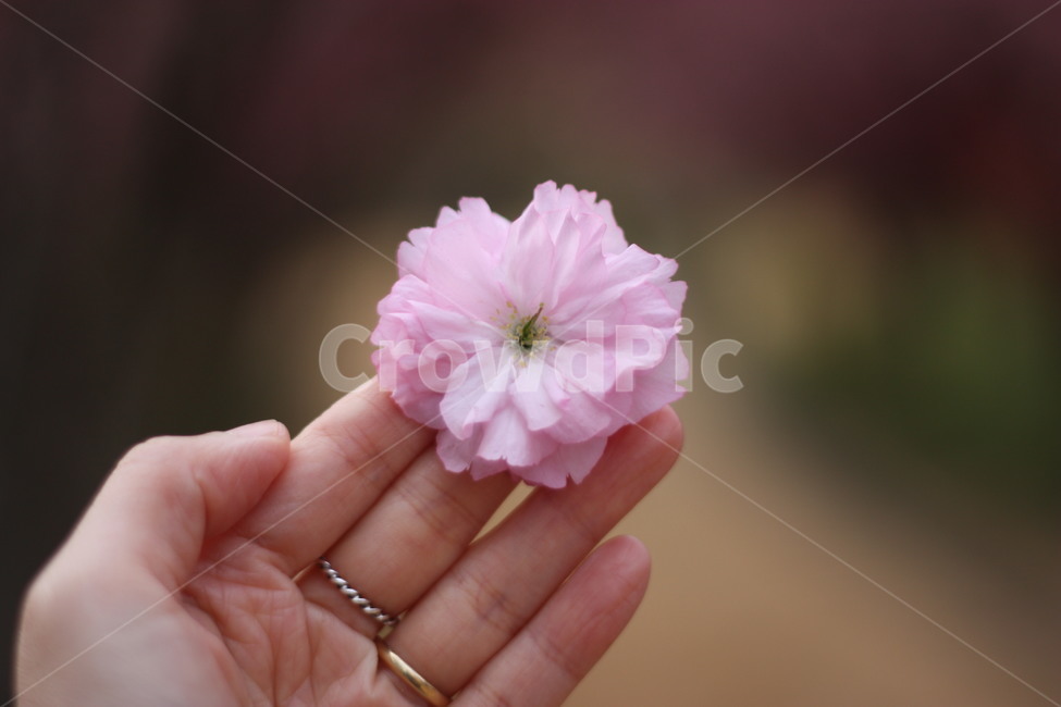겹벚꽃,분홍색꽃,벛꽃,봄꽃,손꽃,꽃,flower